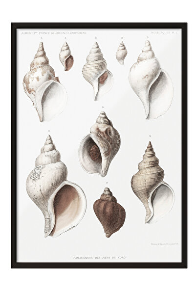 Zestia Tablou înrămat negru, Ilustrație din colecția Sea Shells, Poster decor...