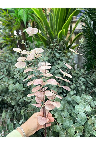 KOZALILAR Yapay Çiçek Pastel Okaliptüs Dalı