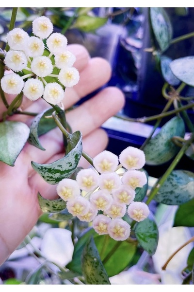 PLANT Hoya Lacunosa Sulcata Mum Çiçeği