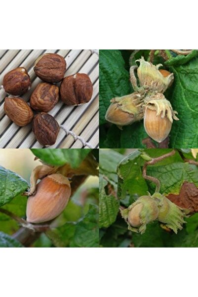 Has Cevizcilik 3 YAŞ TÜPLÜ GİRESUN KARASI FINDIK FİDANI