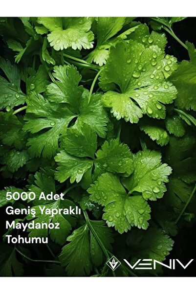 VENİV AGRİCULTURE 5000 Adet Geniş Yapraklı Maydanoz Tohumu 2 Paket