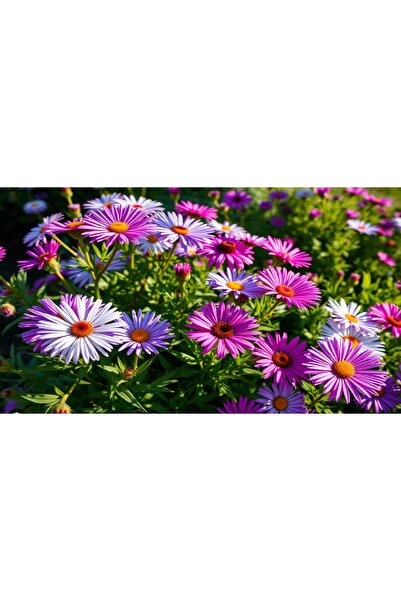prestijiseed 20 Adet Karışık Papatya Tohumu Karışık Papatya Çiçeği Tohumu