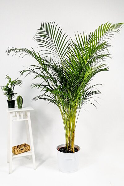 İç mekan bitkileri Areka Palmiyesi-areca Dypsis Lutescens 140-150 Cm