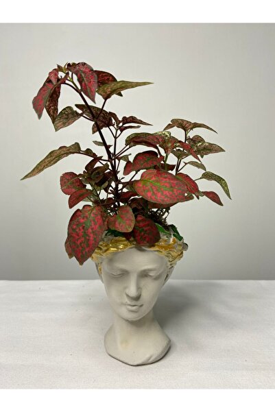 Çiçek Helen Serisi Hypoestes (hostes Çiçeği) Tasarım