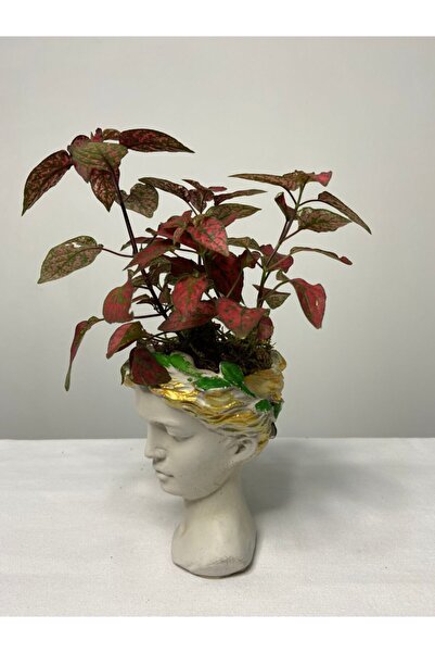 Çiçek Helen Serisi Hypoestes (hostes Çiçeği) Tasarım