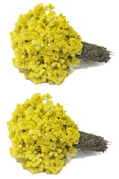 aktarloji 2 Adet Altın Otu Bağ