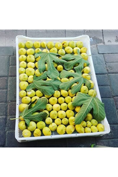 AnamurNaturel Tüplü Iri Aydın Sarısı Sofralık Kurutmalık Incir Fidanı