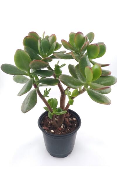 kaktuskent Crassula Ovata