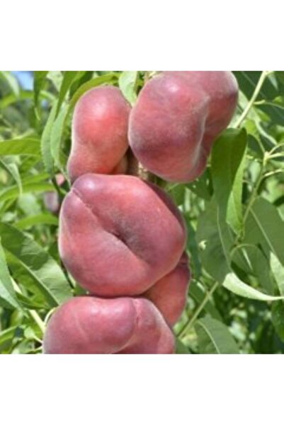 AnamurNaturel Tüplü Aşılı Yarıbodur Yassı Paraguay Şeftali Fidanı