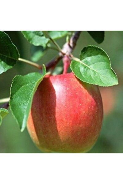 AnamurNaturel Tüplü Sert Meyveli Karadeniz Demir Elması Fidanı