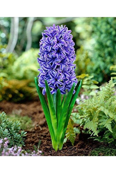 LOBELYA TOHUMCULUK 5 Adet Mavi Renkli Sümbül Çiçeği Soğanı Kokulu