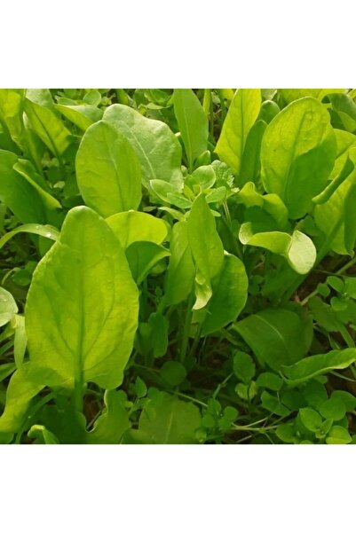 AnamurNaturel Ekşimlik Geniş Yapraklı Kuzu Kulağı Fidesi (5 Adet)