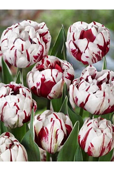 LOBELYA TOHUMCULUK 5 Adet Kırmızı-Beyaz Lale Çiçek Soğanı