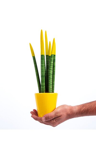 Bizim Bahçe Çiçekçilik Sansevieria Renkli Paşa Kılıcı Çiçeği 30-35 cm Sarı Canlı Çiçek