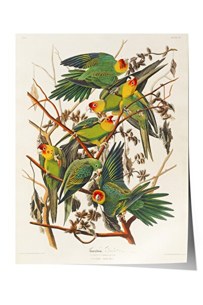 Zestia Αφίσα χωρίς πλαίσιο, Σχέδιο με πουλιά σε κλαδί, Αφίσα διακόσμησης σαλο...