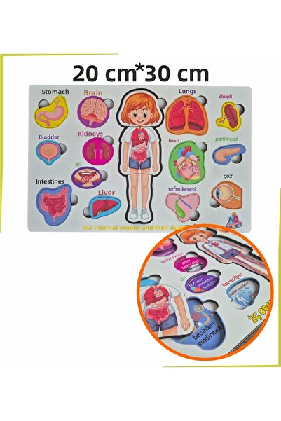 Ankebut أنا أتعلم جسدي: الأعضاء الداخلية ومهامنا - بازل - تاك