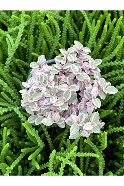 SUKULENTİSTANBUL Callisia Repens Pink Lady Mini Pembe Telgraf Çiçeği - 5.5 Cm Seramik Saksıda