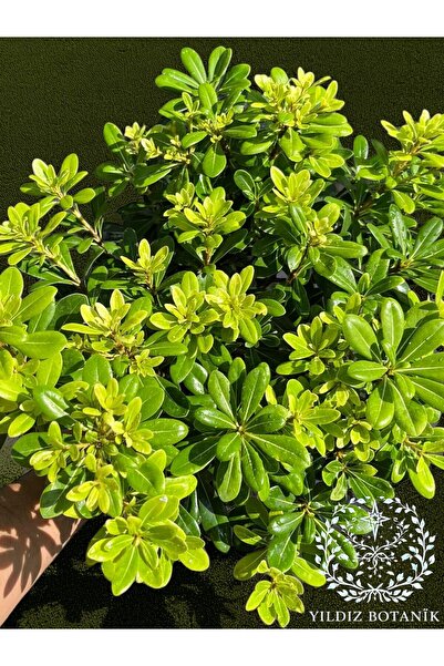 YILDIZ BOTANİK Bodur Pitos Yıldız Çalısı Bitkisi Pittosporum Tobira Nana Çiçeği Extra Form 30-40 CM