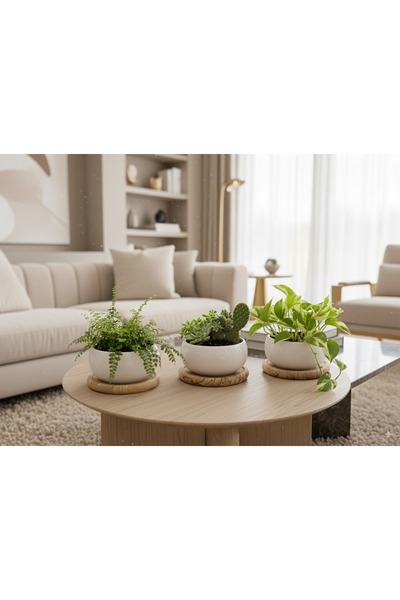 tahta karınca Seramik Sukulent Saksısı, Kaktüs Saksısı, Küçük Saksı