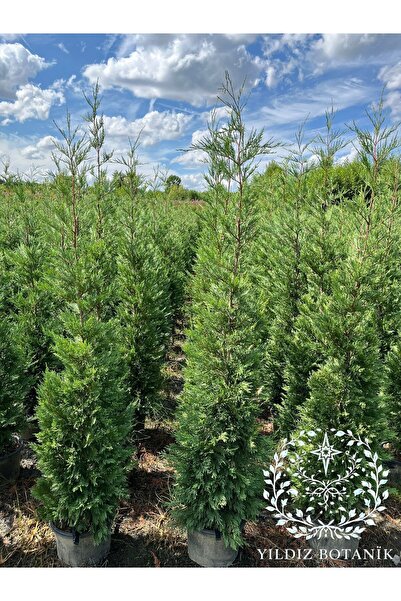 YILDIZ BOTANİK Leylandi Çit Bitkisi Çam Ağacı Fidanı 150-175 CM