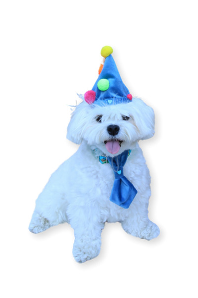 Oli and Lui Tie Dog Birthday Set