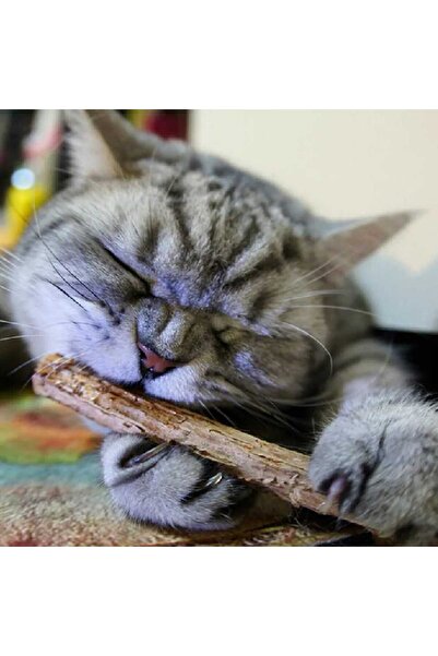 TİNEKE Natural Matatabi Cat Chew Stick 5 Pieces 10 mm