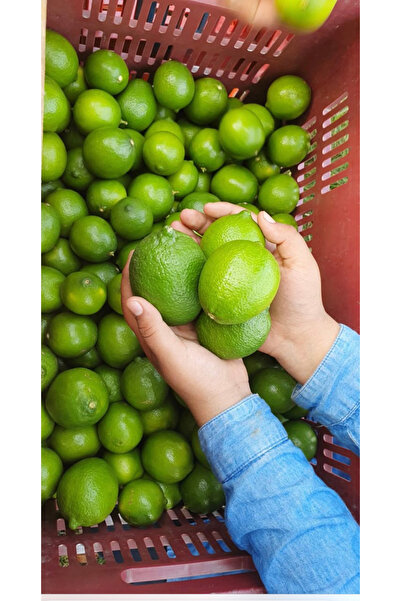 Tropical Bahçem Limon 3 Kg