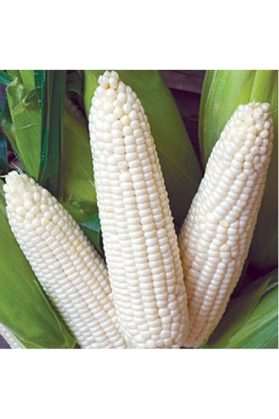 prestijiseed 5 Adet Beyaz Süt Mısır Tohumu Beyaz Mısır Tohumu