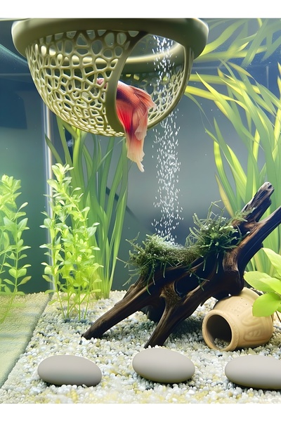 Akvaryum Beta Dinlenme Alanı Beta Yuvası Balık Yavrulugu Balık Yuvası