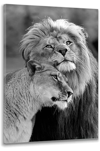 Emoda home Trove لوحة فنية جدارية مؤطرة من القماش - أسد أفريقي، طبعة حيوان باللونين الأبيض والأسود، 30×40 سم
