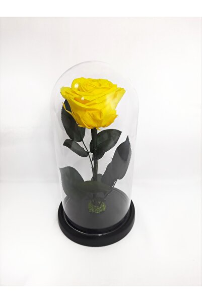 OEM Trandafir criogenat Premium in cupola de sticla, 25cm