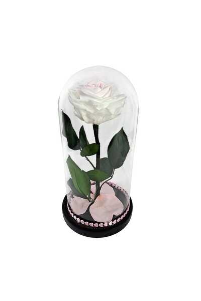 OEM Trandafir criogenat Premium in cupola de sticla, 25cm