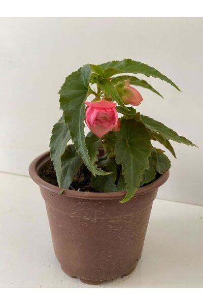 Nura Botanik Pembe Renk Gelin Damat Çiçeği (Katlı begonya)1 ADET Saksılı 10-2...