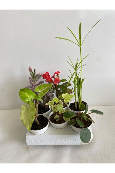 Nura Botanik 6'Lı Bitki Seti Melek Kanadı+Aşkın Göz Yaşı+Hedera+Kırmızı Milli Dikenler Tacı+Pilea+Japon Şemsiyesi