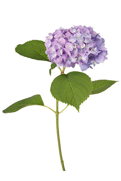 Nura Botanik Videolu 1 Adet Mor Ortanca Çiçeği Fidanı 35-50 Cm Saksılı Çiçekl...