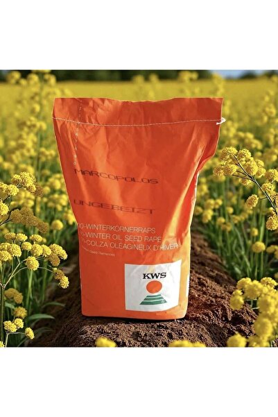 KWS Marcopolos Kolza (Kanola) Tohumu