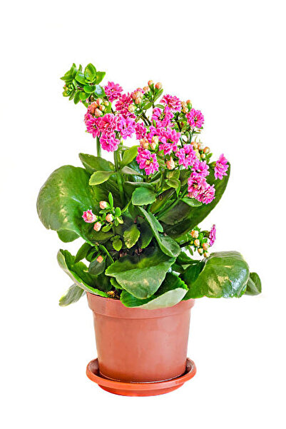 Nura Botanik Videolu 1 Adet Pembe Renk Kalanşo Çiçeği 10-20 cm Saksılı Çiçekl...