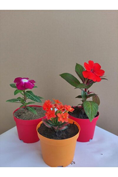 Nura Botanik 3'Lü Mini Set 1 Adet Mor Rozet+1 Adet Turuncu Kalanşo+1 Adet Kır...