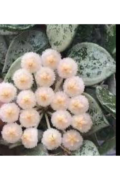 Antalya tropiksera Hoya süper eskimo, kokulu mum çiçeği 10-20 cm boyda köklü ...