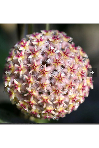 Antalya tropiksera Hoya Erythrostemma UT 048, kokulu mum çiçeği 10-20 cm boyd...