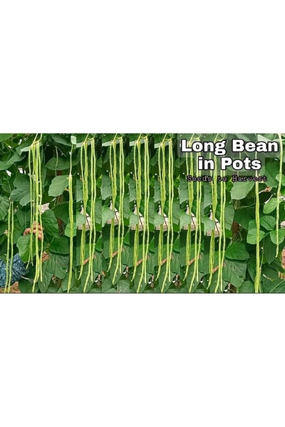 prestijiseed 10 Adet Kuşkonmaz Fasulye Tohumu Sırık Börülce