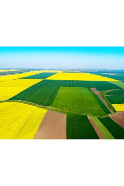 OEM Pictură pe pânză - Peisaj de câmp galben și verde colorat, 100x70 cm