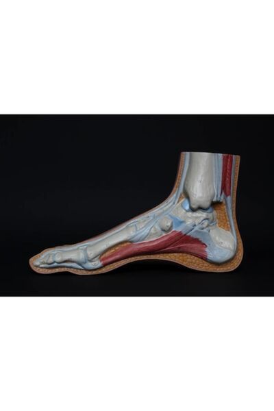 OEM Tablou Canvas Premium, Abstract Anatomie Picior Muschi Oase, 30 x 40 cm