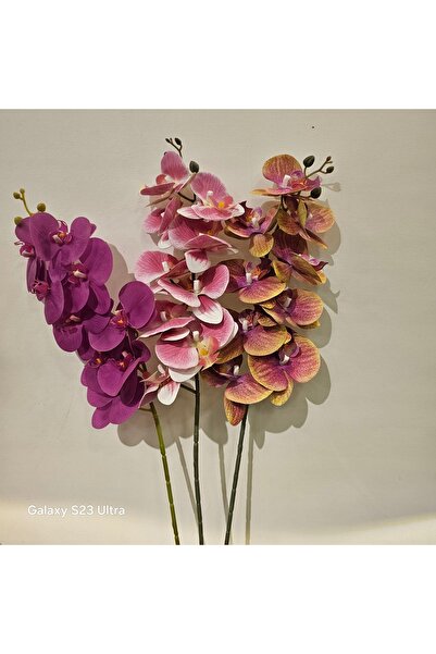 BiDünya Tek dal orkide