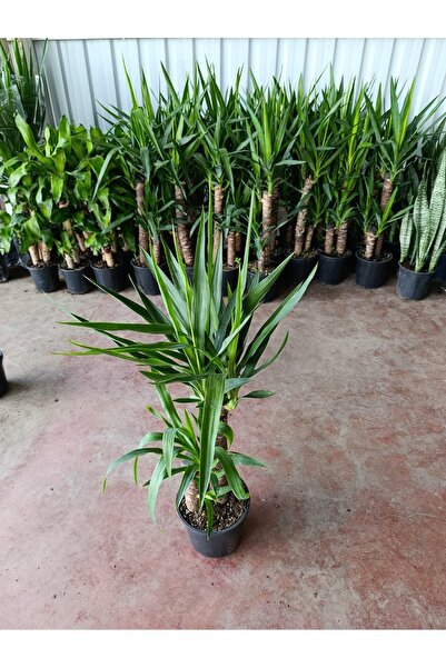 Yades Yucca 2 Govde ( Ev Ofis Salon Ic Mekan Bitkisi ) - 100-120 Cm 21 Saksida