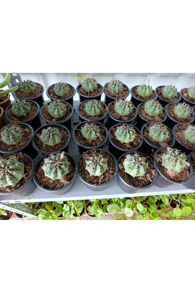 Yades Gymnocalycium 10.5 cm Saksıda Özel Tür Kaktüs