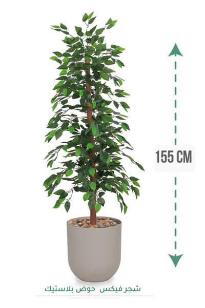 Generic Ficus tree in plastic tub