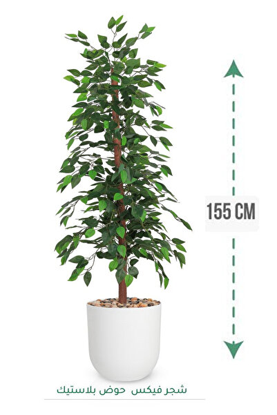 Generic شجرة فيكس حوض بلاستيك