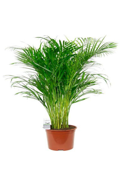 Belora Dypsis Lutescens Palm, Indoor Plant, H 110-120 cm