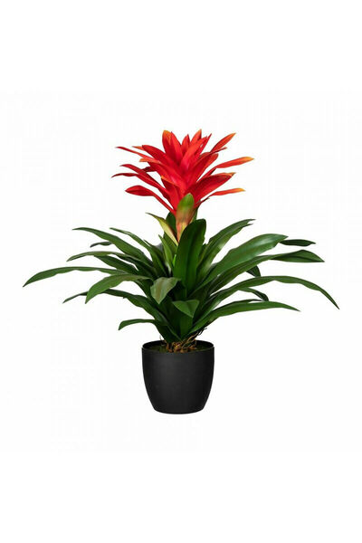 Belora Bromelia mix, Planta interior, H 40 cm